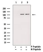 Phospho-MYPT1 (Ser472) Polyclonal Antibody