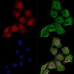 Phospho-NPM1 (Ser125) Polyclonal Antibody