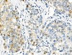 Phospho-p57 Kip2 (Thr310) Antibody in Immunohistochemistry (Paraffin) (IHC (P))