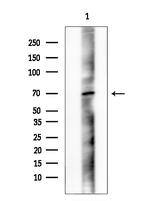 Phospho-PAK4/6/7 (Ser474) Antibody in Western Blot (WB)