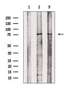 Phospho-PAK4/6/7 (Ser474) Antibody in Western Blot (WB)