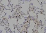 Phospho-MPZL1 (Tyr263) Antibody in Immunohistochemistry (Paraffin) (IHC (P))