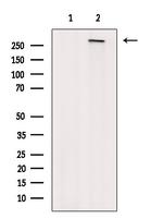 Phospho-POLR2A (Ser5, Ser1801) Antibody in Western Blot (WB)