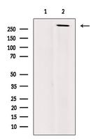 Phospho-POLR2A (Thr4) Antibody in Western Blot (WB)