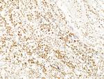 Phospho-SHP2 (Tyr580) Antibody in Immunohistochemistry (Paraffin) (IHC (P))
