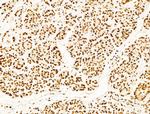 Phospho-SHP2 (Tyr580) Polyclonal Antibody