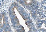 Phospho-Synaptotagmin 1/2 (Thr202) Antibody in Immunohistochemistry (Paraffin) (IHC (P))
