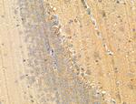 Phospho-Tau (Ser516) Antibody in Immunohistochemistry (Paraffin) (IHC (P))