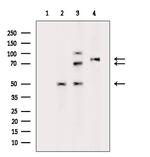 Phospho-Tau (Ser516) Antibody in Western Blot (WB)