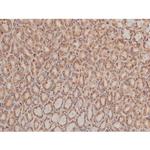 Phospho-Tau (Ser579) Antibody in Immunohistochemistry (Paraffin) (IHC (P))