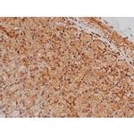 Phospho-Tau (Ser579) Antibody in Immunohistochemistry (Paraffin) (IHC (P))