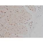 Phospho-Tau (Ser721) Antibody in Immunohistochemistry (Paraffin) (IHC (P))