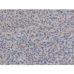 Phospho-Tau (Ser739) Polyclonal Antibody