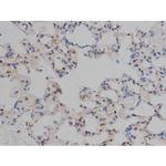 Phospho-Tau (Ser739) Antibody in Immunohistochemistry (Paraffin) (IHC (P))