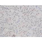 Phospho-Tau (Thr498) Antibody in Immunohistochemistry (Paraffin) (IHC (P))