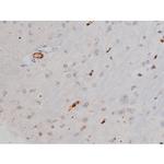 Phospho-Tau (Thr522) Antibody in Immunohistochemistry (Paraffin) (IHC (P))
