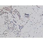 Phospho-Tau (Thr522) Antibody in Immunohistochemistry (Paraffin) (IHC (P))