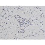Phospho-Tau (Thr522) Antibody in Immunohistochemistry (Paraffin) (IHC (P))