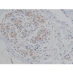 Phospho-Tau (Thr548) Antibody in Immunohistochemistry (Paraffin) (IHC (P))