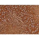 Phospho-Tau (Thr548) Antibody in Immunohistochemistry (Paraffin) (IHC (P))