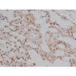 Phospho-Tau (Thr548) Antibody in Immunohistochemistry (Paraffin) (IHC (P))