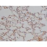 Phospho-Tau (Thr548) Antibody in Immunohistochemistry (Paraffin) (IHC (P))
