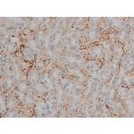 Phospho-Tau (Thr548) Antibody in Immunohistochemistry (Paraffin) (IHC (P))