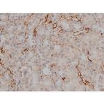 Phospho-Tau (Thr548) Antibody in Immunohistochemistry (Paraffin) (IHC (P))