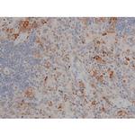 Phospho-Tau (Thr548) Antibody in Immunohistochemistry (Paraffin) (IHC (P))