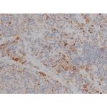 Phospho-Tau (Thr548) Antibody in Immunohistochemistry (Paraffin) (IHC (P))