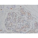 Phospho-Tau (Thr548) Antibody in Immunohistochemistry (Paraffin) (IHC (P))