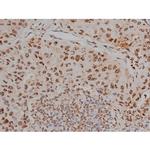Phospho-Tau (Thr548) Polyclonal Antibody