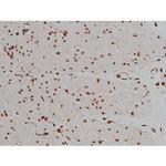 Phospho-Tau (Thr548) Antibody in Immunohistochemistry (Paraffin) (IHC (P))