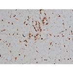 Phospho-Tau (Thr548) Antibody in Immunohistochemistry (Paraffin) (IHC (P))