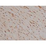 Phospho-Tau (Thr548) Antibody in Immunohistochemistry (Paraffin) (IHC (P))