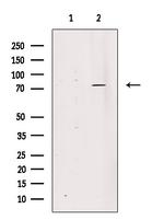 Phospho-Tau (Thr492, Thr175) Antibody in Western Blot (WB)