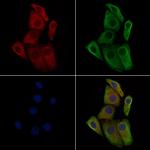 Phospho-TGFBR2 (Ser553) Polyclonal Antibody