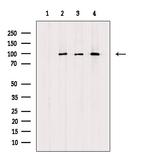 Phospho-TLR3 (Tyr858) Polyclonal Antibody