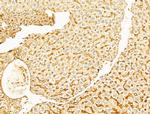 Phospho-YAP1 (Ser127) Antibody in Immunohistochemistry (Paraffin) (IHC (P))