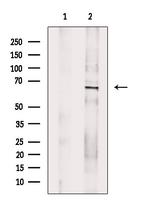 Phospho-YAP1 (Ser127) Antibody in Western Blot (WB)