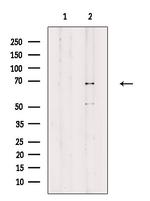 Phospho-YY1 (Ser365) Antibody in Western Blot (WB)