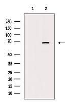 Phospho-YY1 (Ser365) Antibody in Western Blot (WB)