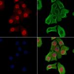 Phospho-ZEB2 (Ser784) Polyclonal Antibody