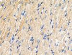 Phospho-SLC39A7 (Ser275, Ser276) Polyclonal Antibody
