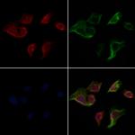 Caspase 3 (Cleaved Asp175) Polyclonal Antibody