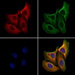 Caspase 9 (Cleaved Asp315) Polyclonal Antibody