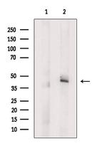 Caspase 9 (Cleaved Asp315) Antibody in Western Blot (WB)
