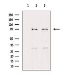 E2F1 Polyclonal Antibody