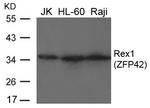 Rex1 Antibody in Western Blot (WB)