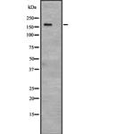 53BP2 Polyclonal Antibody